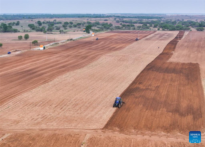 Upandaji mahindi waingia kipindi cha kilele katika Mkoa wa Mongolia ya Ndani, China