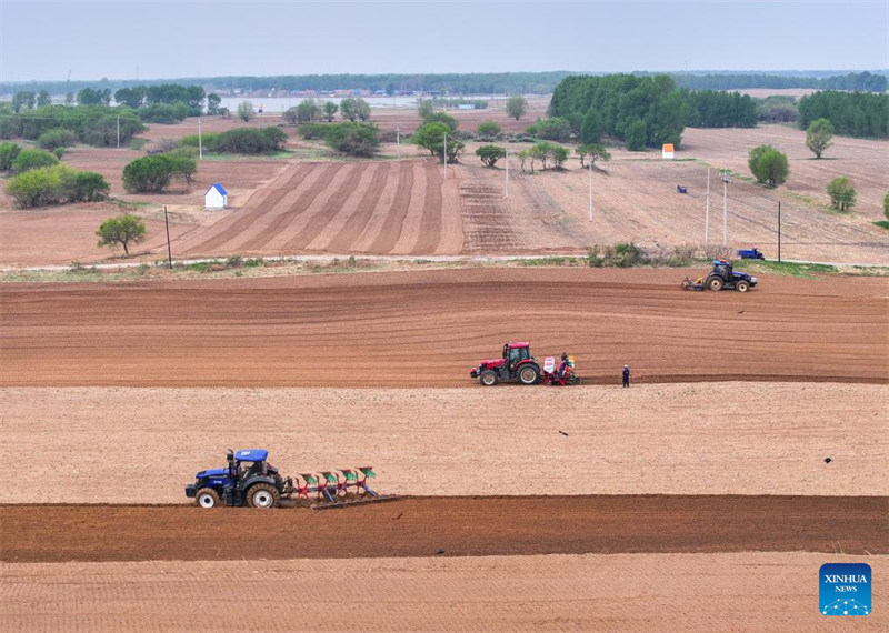 Upandaji mahindi waingia kipindi cha kilele katika Mkoa wa Mongolia ya Ndani, China