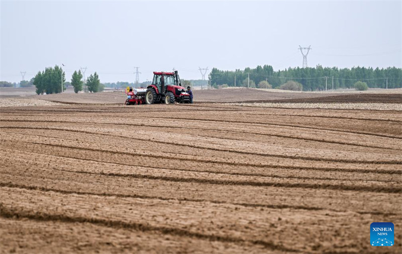 Upandaji mahindi waingia kipindi cha kilele katika Mkoa wa Mongolia ya Ndani, China
