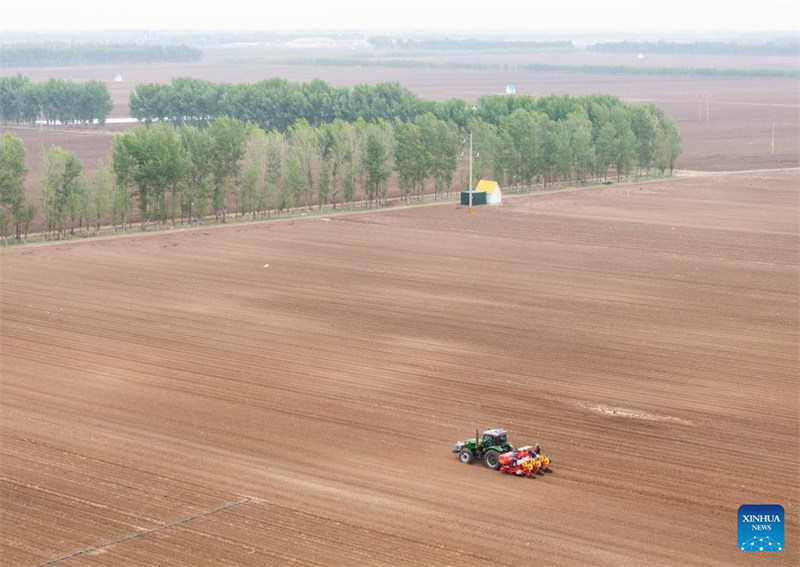 Upandaji mahindi waingia kipindi cha kilele katika Mkoa wa Mongolia ya Ndani, China