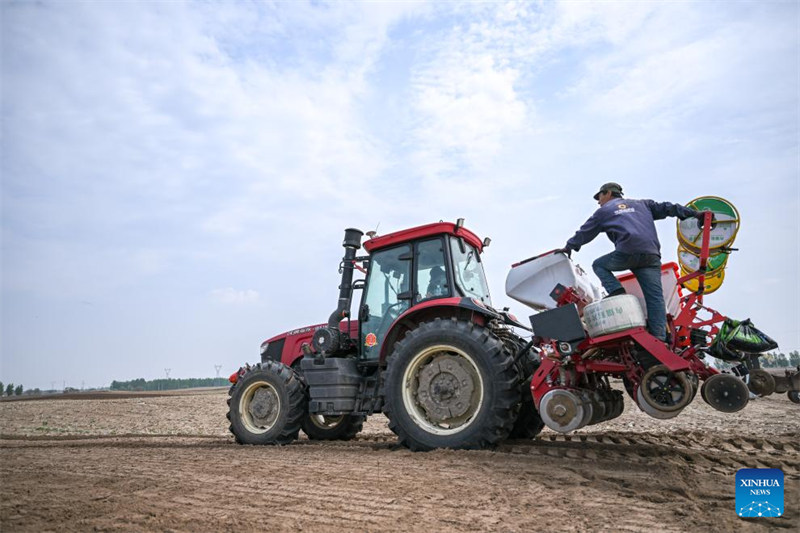 Upandaji mahindi waingia kipindi cha kilele katika Mkoa wa Mongolia ya Ndani, China