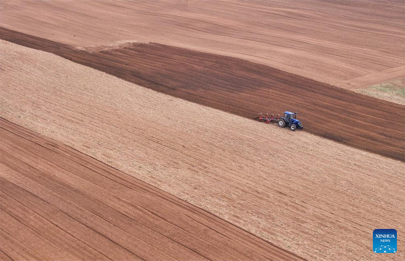 Upandaji mahindi waingia kipindi cha kilele katika Mkoa wa Mongolia ya Ndani, China