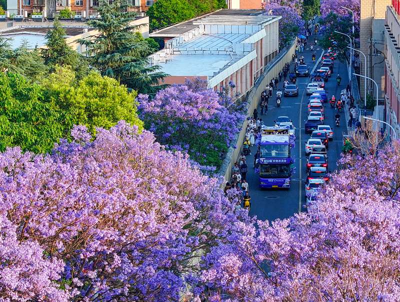 Miti ya jacaranda katika mchanuo wa maua yavutia watalii mjini Kunming, China