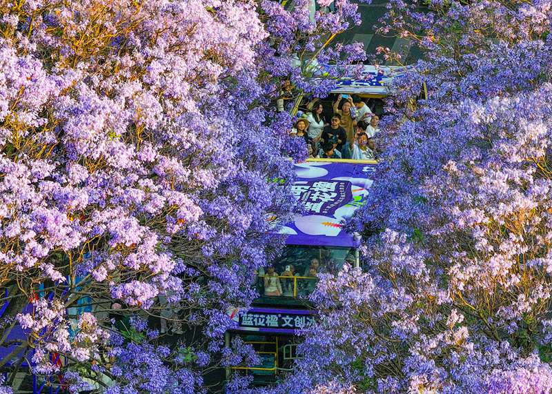 Miti ya jacaranda katika mchanuo wa maua yavutia watalii mjini Kunming, China