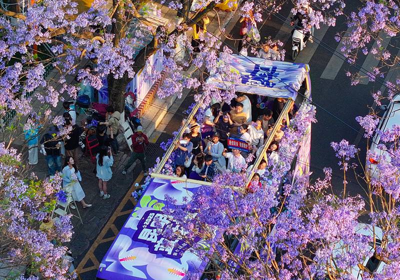 Miti ya jacaranda katika mchanuo wa maua yavutia watalii mjini Kunming, China