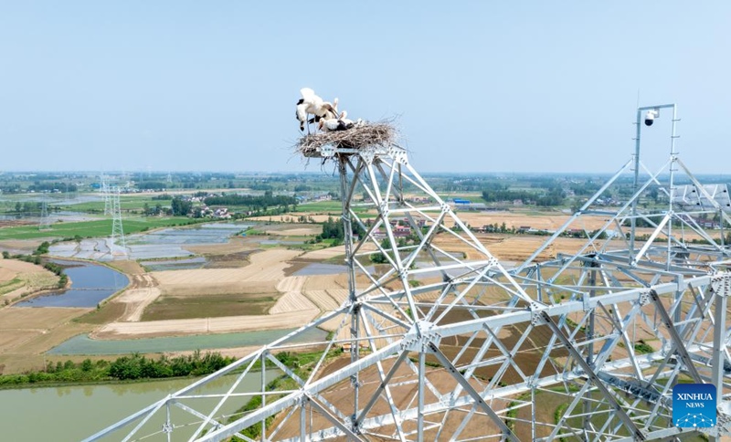 Ujenzi waahirishwa ili kulinda korongo weupe wa mashariki katika Mkoa wa Anhui, China