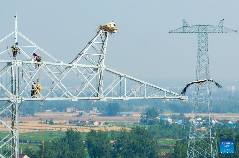 Ujenzi waahirishwa ili kulinda korongo weupe wa mashariki katika Mkoa wa Anhui, China