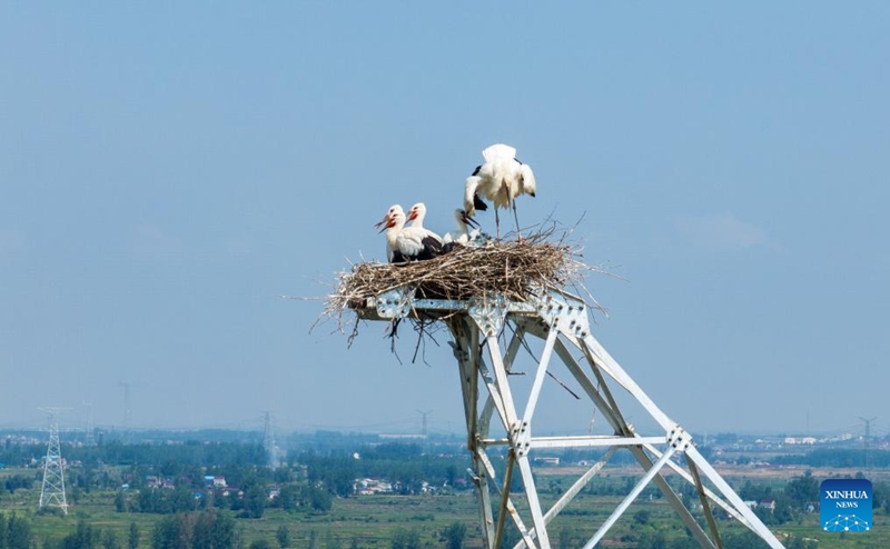 Ujenzi waahirishwa ili kulinda korongo weupe wa mashariki katika Mkoa wa Anhui, China