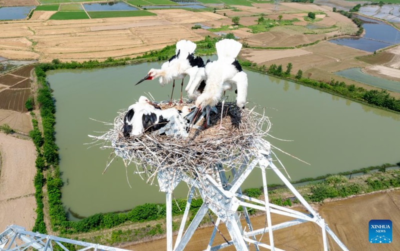 Picha iliyopigwa kwa droni tarehe 21 Mei, 2025 ikionyesha korongo weupe wa mashariki wakitunza vifaranga kwenye kiota kilicho juu ya mnara wa kusambaza umeme katika Wilaya ya Huoqiu, Mkoa wa Anhui, mashariki mwa China. (Xinhua/Zhou Mu)