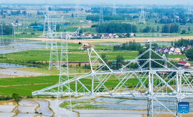 Ujenzi waahirishwa ili kulinda korongo weupe wa mashariki katika Mkoa wa Anhui, China