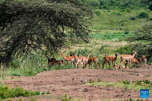 Namna gani reli ya SGR imeweza kuwa ateri ya kijani nchini Kenya?