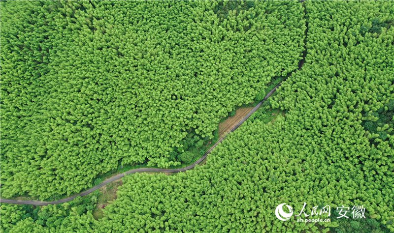 Picha ikionesha msitu wa mianzi mjini Guangde, Mkoa wa Anhui, Mashariki mwa China. (People's Daily Online/Zhang Jun)