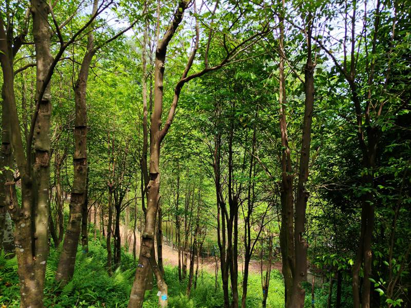 China inayosonga mbele | Miti iliyojeruhiwa yatoa manukato ya ajabu: Kuchunguza siri ya ufundi uliorithiwa wa Guangdong