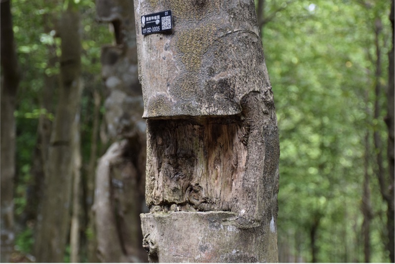 China inayosonga mbele | Miti iliyojeruhiwa yatoa manukato ya ajabu: Kuchunguza siri ya ufundi uliorithiwa wa Guangdong