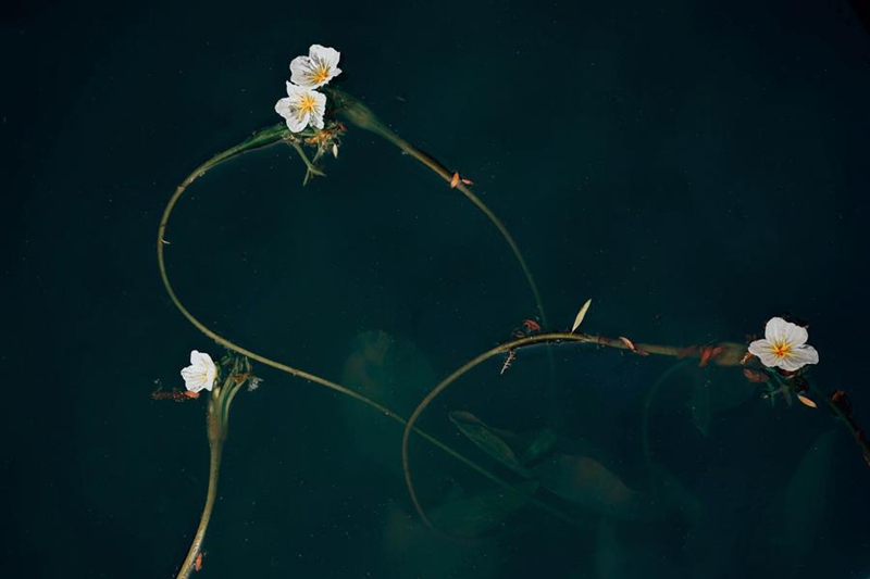 Profesa ashuhudia ottelia acuminata ikichanua tena katika Ziwa Erhai, China