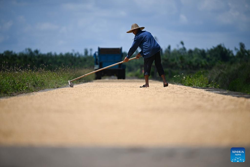 Majira ya kuvuna mazao ya mpunga yawadia katika Mkoa wa Hainan, Kusini mwa China
