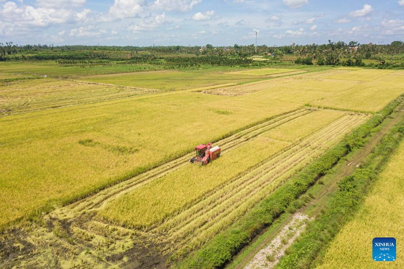 Picha hii iliyopigwa kwa droni tarehe 7 Juni 2025 ikionyesha mashine ya kuvuna mazao ya mpunga ikiendeshwa shambani katika Kijiji cha Moqiao, Wilaya ya Qiongshan ya Mji wa Haikou, Mkoa wa Hainan, kusini mwa China. (Xinhua/Pu Xiaoxu)