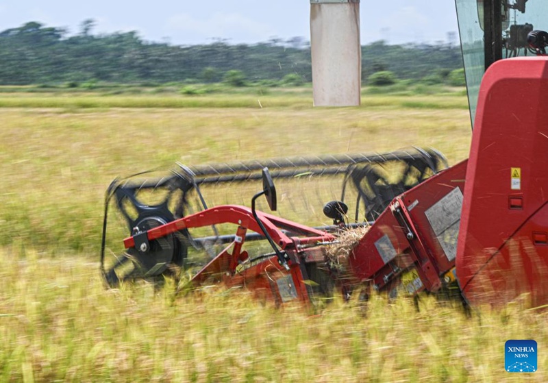 Majira ya kuvuna mazao ya mpunga yawadia katika Mkoa wa Hainan, Kusini mwa China