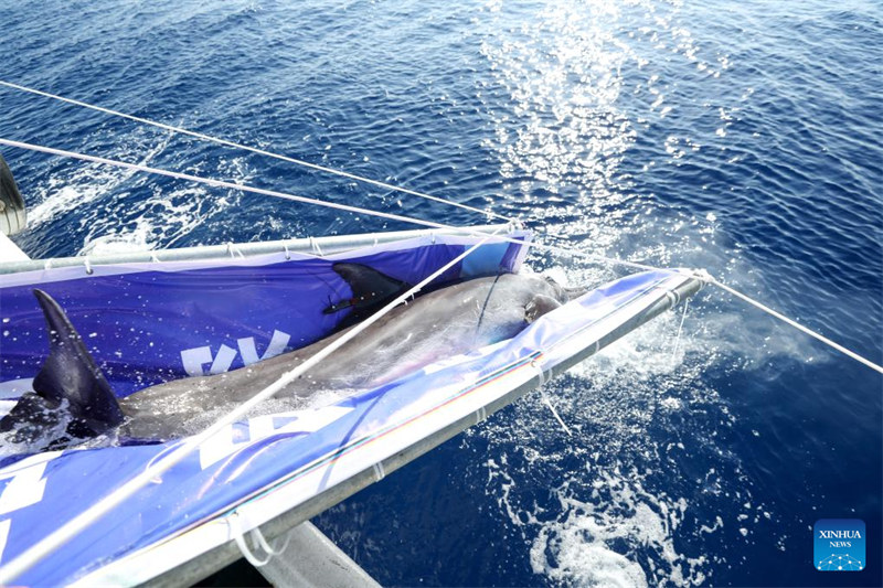 Pomboo Yang Yang akirudishwa baharini mjini Sanya, Mkoa wa Hainan, kusini mwa China, Juni 8, 2025. (Xinhua/Zhang Liyun)