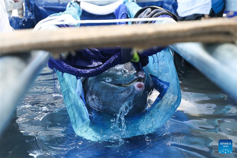 Pomboo aliyekuwa amekwama arudi baharini baada ya kupata huduma maalumu Kusini mwa China