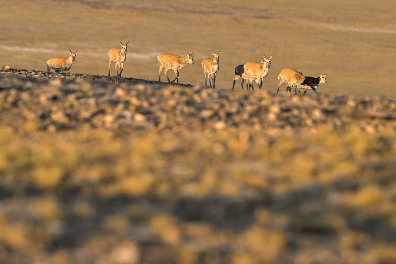 Safari ya Swala wa Tibet ya kuhama kwenda kuzaa katika Mkoa wa Xizang, China yaendelea