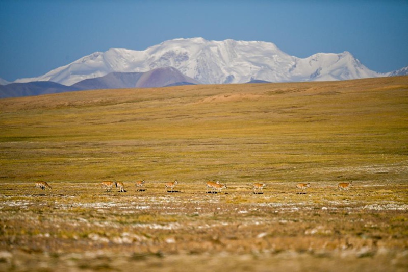 Safari ya Swala wa Tibet ya kuhama kwenda kuzaa katika Mkoa wa Xizang, China yaendelea