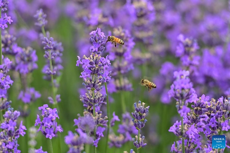Shughuli za utalii za siku za lavender zahimiza maendeleo ya uchumi katika Mkoa wa Xinjiang, China