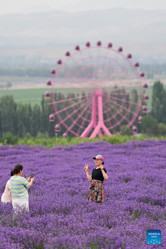 Shughuli za utalii za siku za lavender zahimiza maendeleo ya uchumi katika Mkoa wa Xinjiang, China