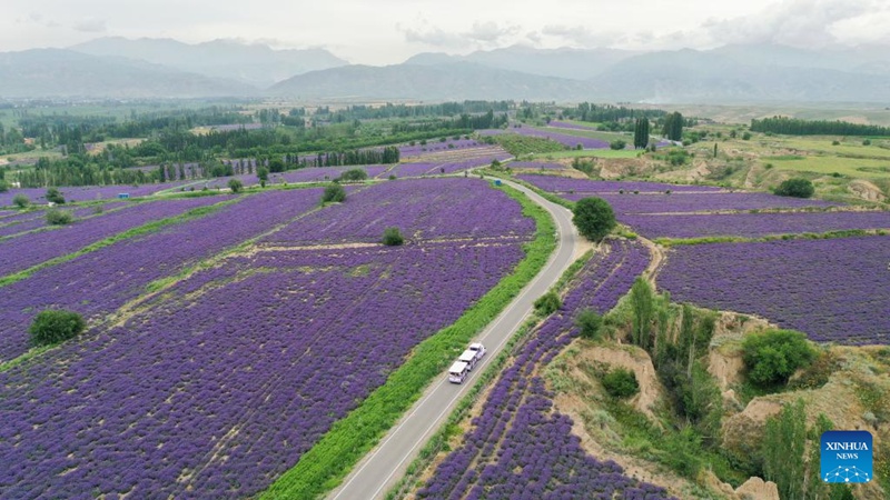 Shughuli za utalii za siku za lavender zahimiza maendeleo ya uchumi katika Mkoa wa Xinjiang, China