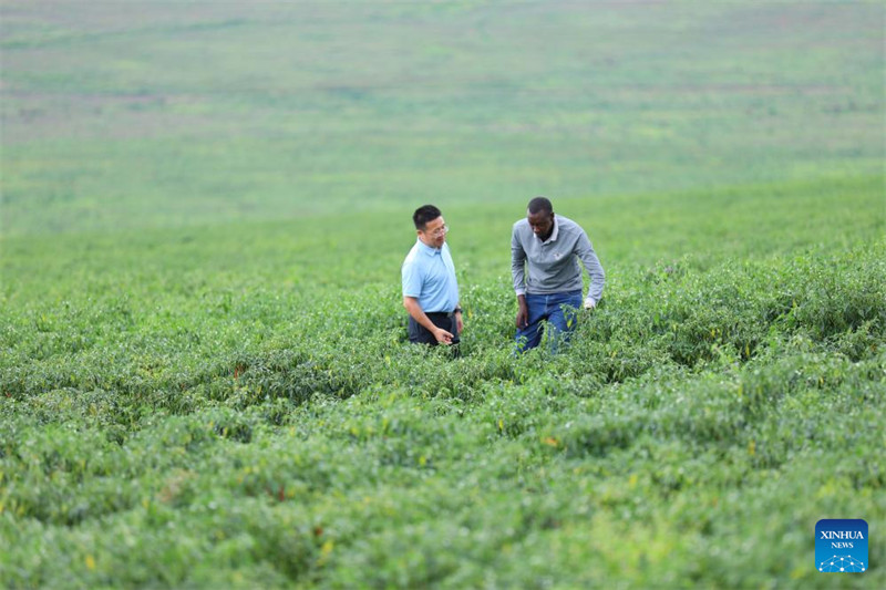 Meneja biashara wa Kampuni Maendeleo ya Kimataifa ya Kilimo cha Kisasa ya Hunan akiangalia hali ya ukuaji wa pilipili kali pamoja na mfanyakazi mwenyeji kwenye Shamba la Gashora wilayani Nyagatare, Rwanda, Mei 22, 2025. (Xinhua/Ji Li)