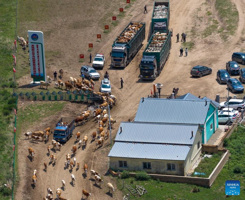Picha iliyopigwa tarehe 14 Juni, 2025 ikionyesha wafugaji wakisubiri kuingia kwenye hifadhi ya taifa ya mazingira ya asili ya Gogodtai Han Ul, Mkoa wa Mongolia ya Ndani, kaskazini mwa China. (Xinhua/Ma Jinrui)