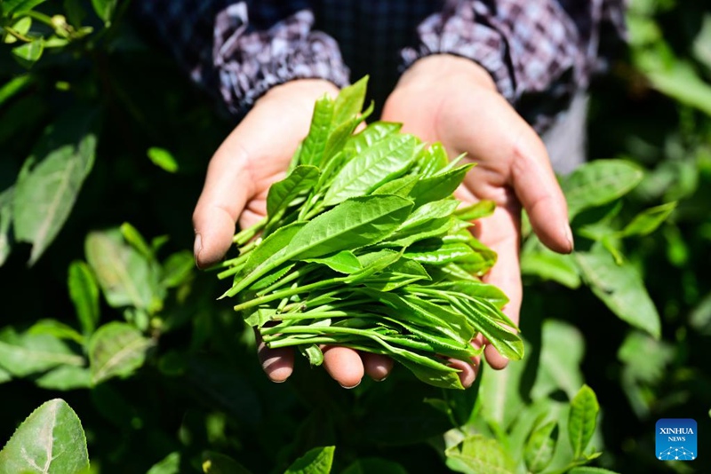 Kuendeleza urithi wa utamaduni usioshikika wa China - ustadi wa kutengeneza chai ya Taiping Houkui