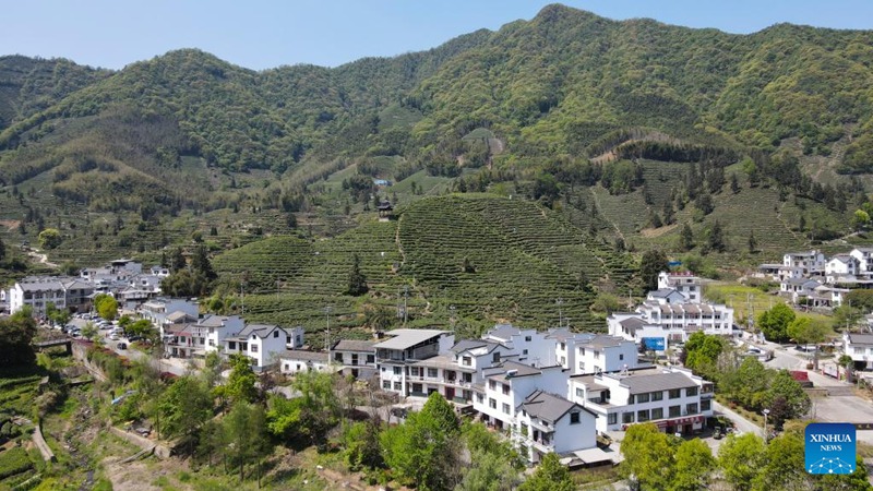 Kuendeleza urithi wa utamaduni usioshikika wa China - ustadi wa kutengeneza chai ya Taiping Houkui