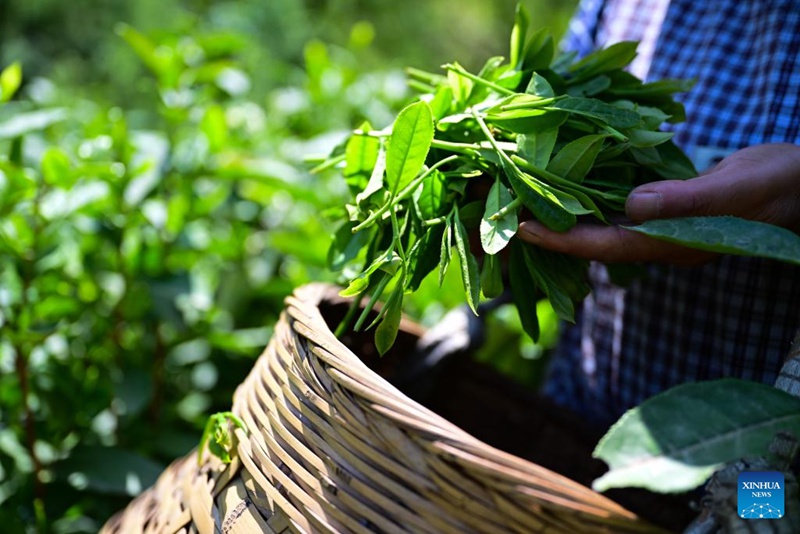 Kuendeleza urithi wa utamaduni usioshikika wa China - ustadi wa kutengeneza chai ya Taiping Houkui