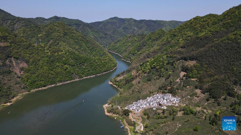 Kuendeleza urithi wa utamaduni usioshikika wa China - ustadi wa kutengeneza chai ya Taiping Houkui