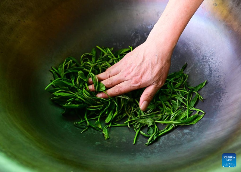 Kuendeleza urithi wa utamaduni usioshikika wa China - ustadi wa kutengeneza chai ya Taiping Houkui