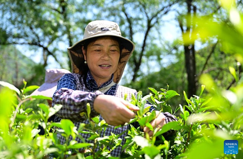 Kuendeleza urithi wa utamaduni usioshikika wa China - ustadi wa kutengeneza chai ya Taiping Houkui