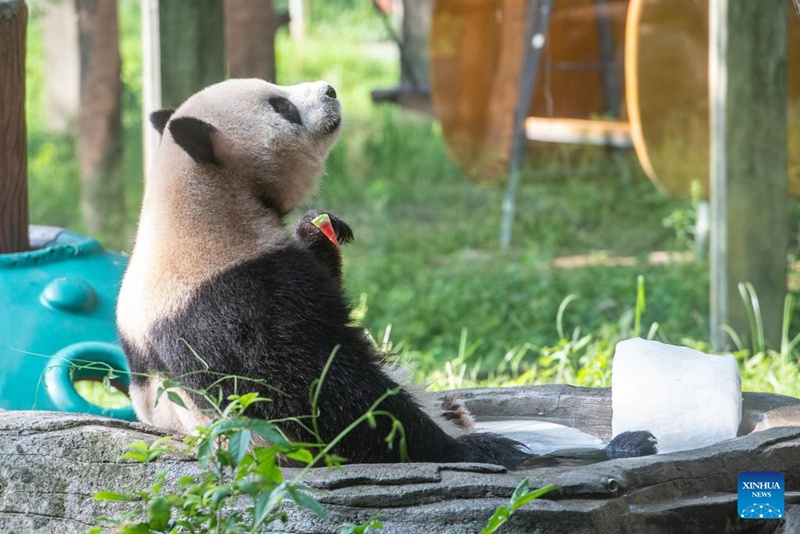 Bustani ya Wanyama ya Chongqing, China yachukua hatua kusaidia wanyama kukwepa joto kali la majira ya joto