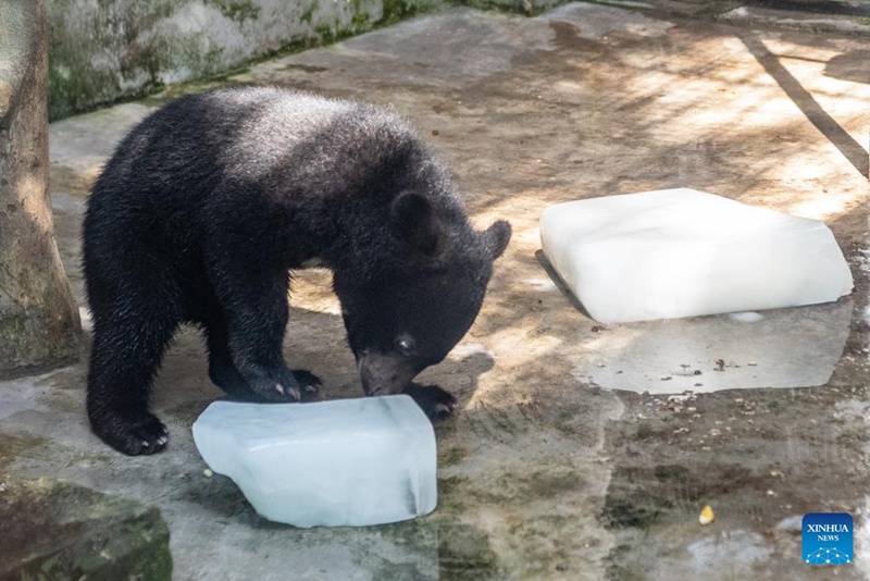 Bustani ya Wanyama ya Chongqing, China yachukua hatua kusaidia wanyama kukwepa joto kali la majira ya joto