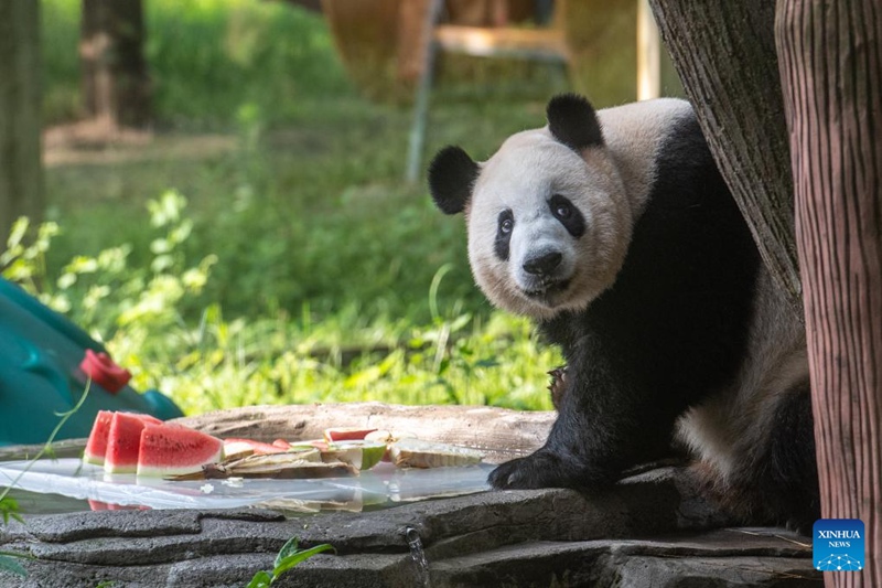 Bustani ya Wanyama ya Chongqing, China yachukua hatua kusaidia wanyama kukwepa joto kali la majira ya joto