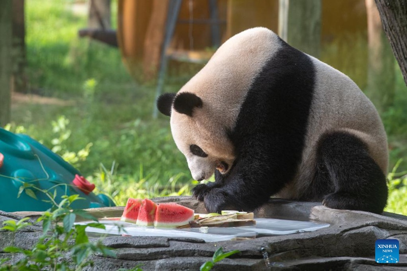 Bustani ya Wanyama ya Chongqing, China yachukua hatua kusaidia wanyama kukwepa joto kali la majira ya joto