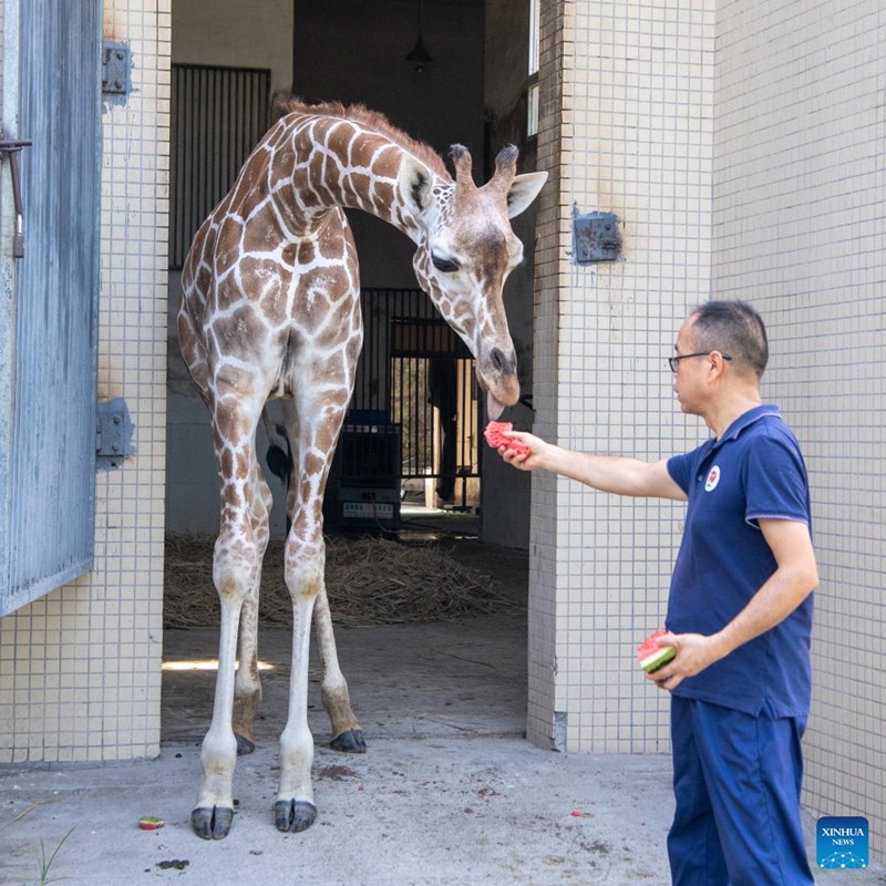 Bustani ya Wanyama ya Chongqing, China yachukua hatua kusaidia wanyama kukwepa joto kali la majira ya joto