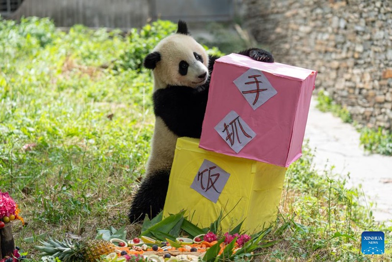 Shughuli ya msimu wa sikukuu ya kuzaliwa kwa panda yafanyika Sichuan, China
