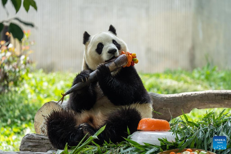 Shughuli ya msimu wa sikukuu ya kuzaliwa kwa panda yafanyika Sichuan, China