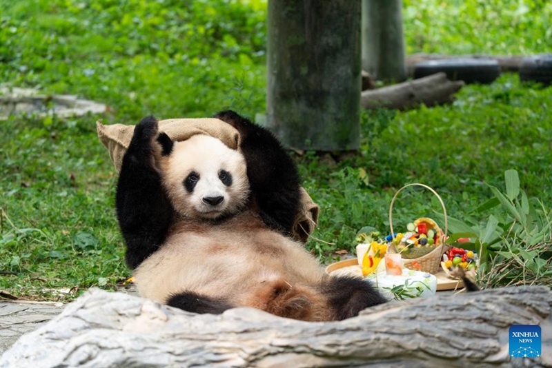 Shughuli ya msimu wa sikukuu ya kuzaliwa kwa panda yafanyika Sichuan, China