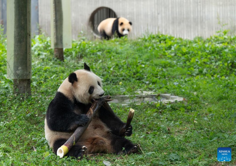 Shughuli ya msimu wa sikukuu ya kuzaliwa kwa panda yafanyika Sichuan, China