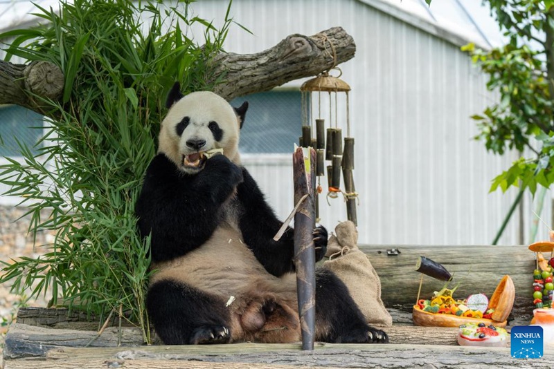 Shughuli ya msimu wa sikukuu ya kuzaliwa kwa panda yafanyika Sichuan, China