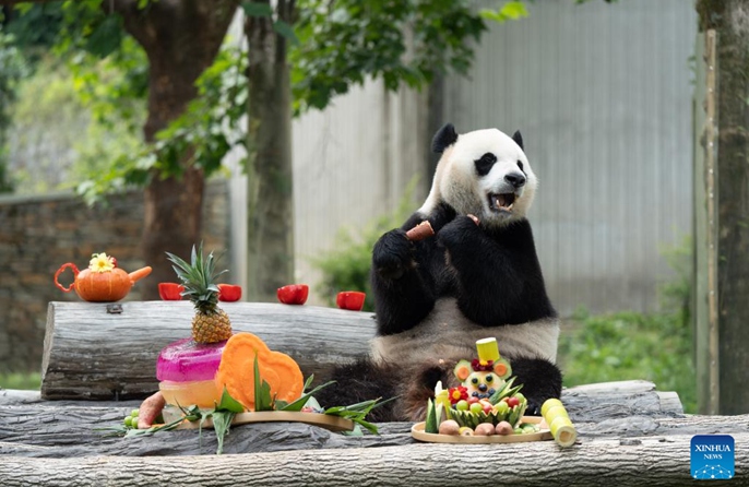 Shughuli ya msimu wa sikukuu ya kuzaliwa kwa panda yafanyika Sichuan, China