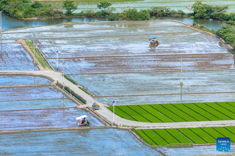 Wakulima wa China wawa na pilikapilika za uzalishaji wa kilimo katika kipindi cha Dashu