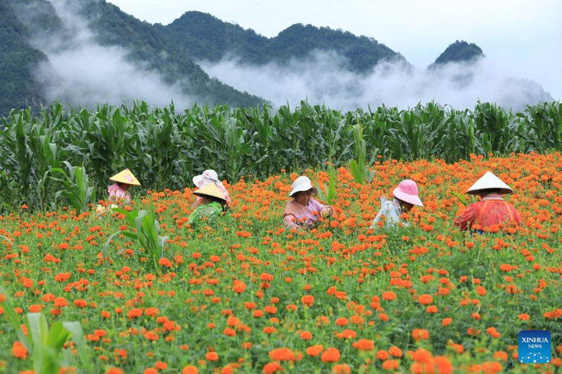 Wakulima wa China wawa na pilikapilika za uzalishaji wa kilimo katika kipindi cha Dashu